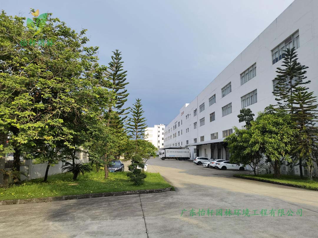 深圳佳能公司園區(qū)內部綠化榕樹的現狀