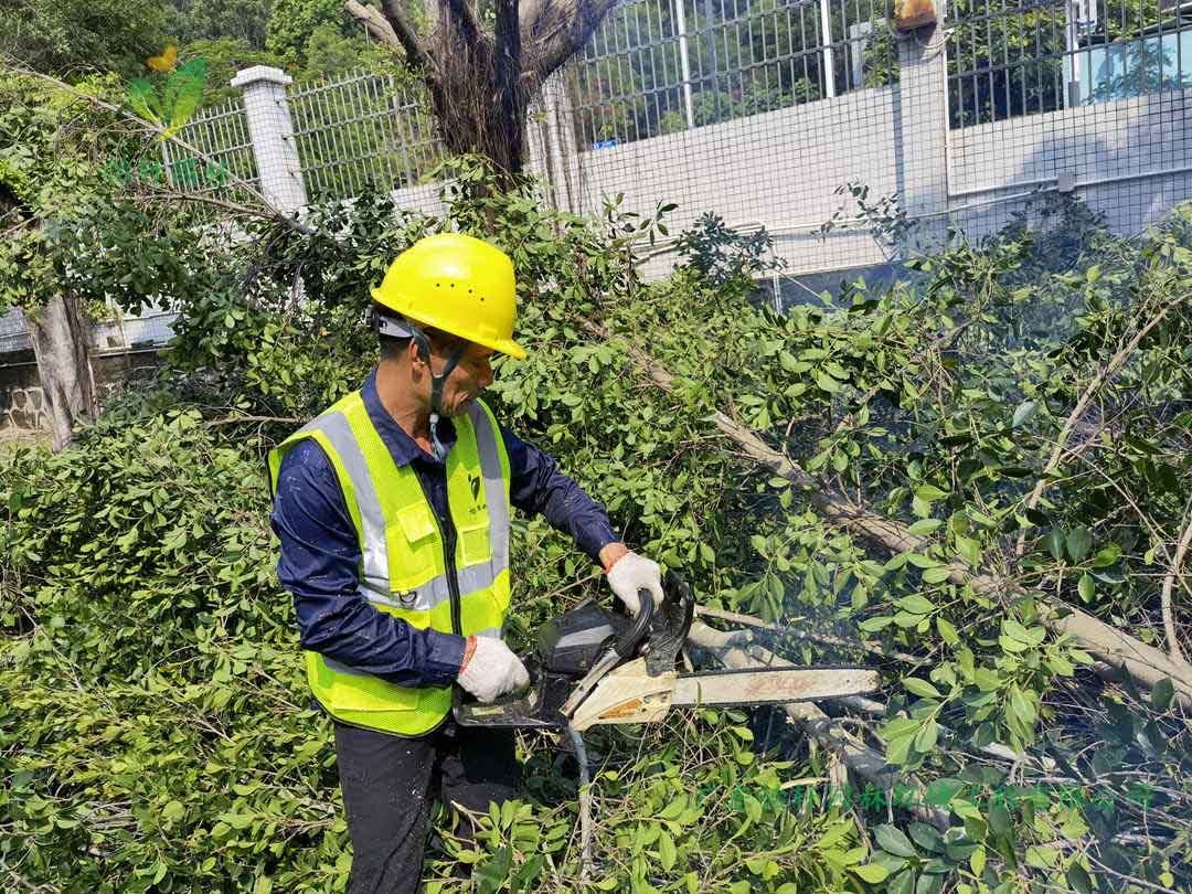 SG勝游園林綠化公司修剪工人鋸掉榕樹的樹枝