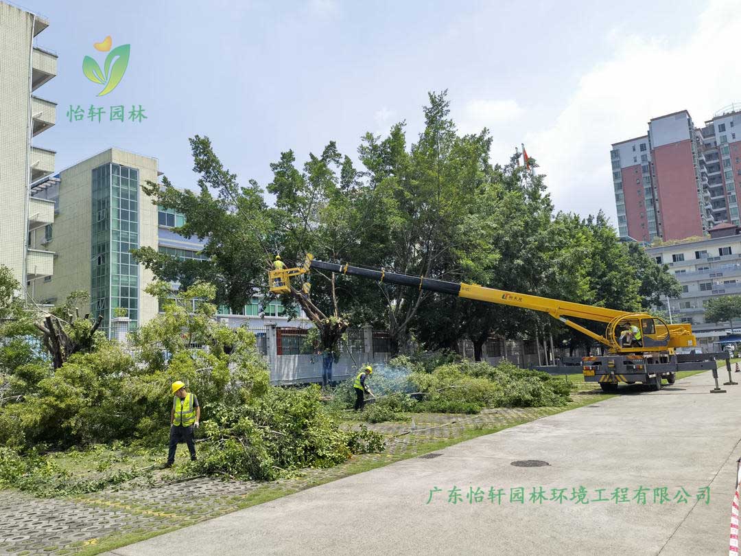 SG勝游園林綠化公司采用高空吊車修剪榕樹